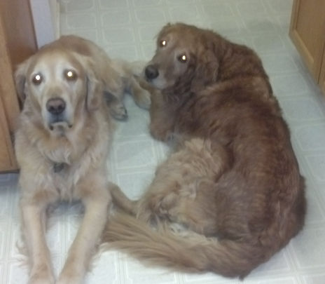 Cabo and Pascal awaiting dinner