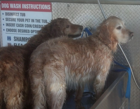 Pascal and Cabo in the bath