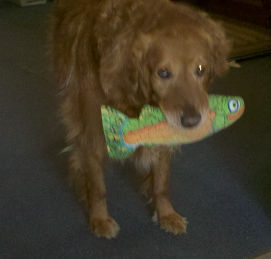 Pascal with a Fish