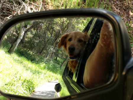 Roxy in the
mirror