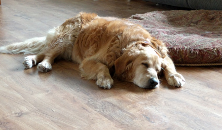Roxy resting