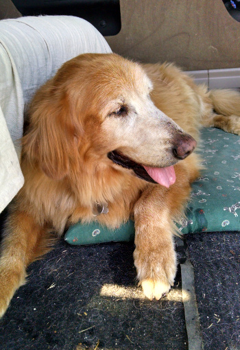 Tasha going
        for a ride