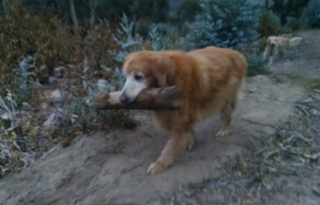 Tasha
        fetching a log